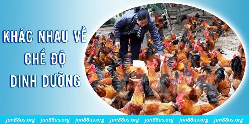 xs9988 xổ số thứ sáu hàng tuần